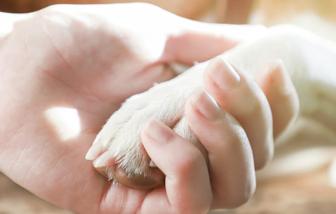 Une Déclaration européenne pour donner plus de droits à tous les animaux